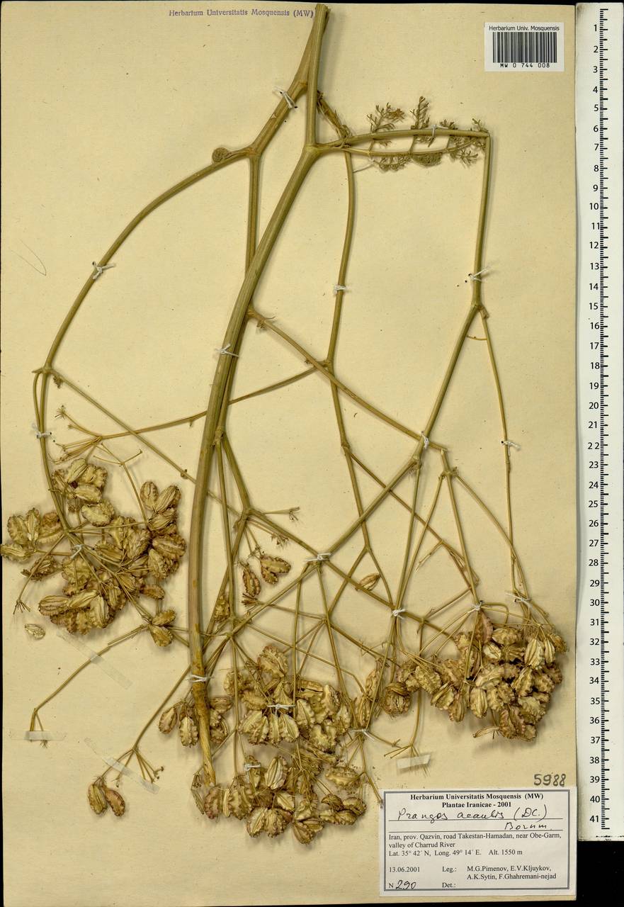 Prangos acaulis (DC.) Bornm., South Asia, South Asia (Asia outside ex-Soviet states and Mongolia) (ASIA) (Iran)