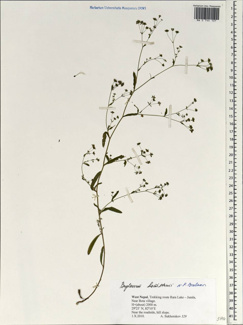 Bupleurum hamiltonii N. P. Balakr., South Asia, South Asia (Asia outside ex-Soviet states and Mongolia) (ASIA) (Nepal)