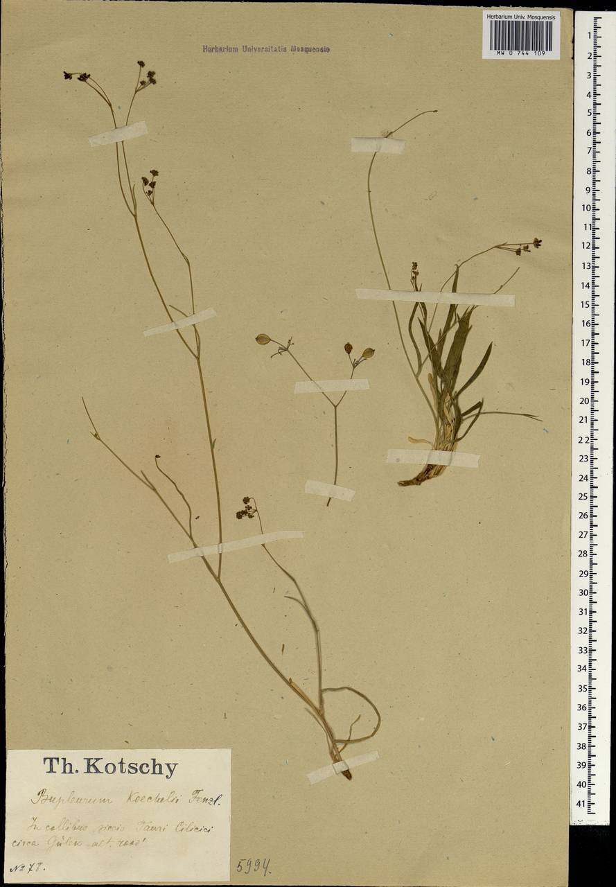 Bupleurum koechelii Fenzl, South Asia, South Asia (Asia outside ex-Soviet states and Mongolia) (ASIA) (Turkey)