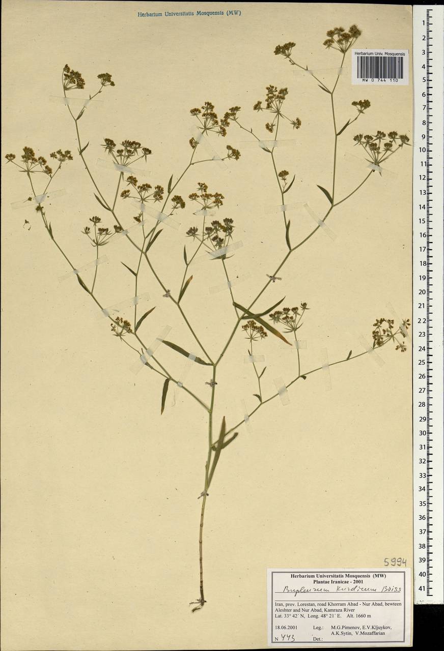 Bupleurum kurdicum Boiss., South Asia, South Asia (Asia outside ex-Soviet states and Mongolia) (ASIA) (Iran)