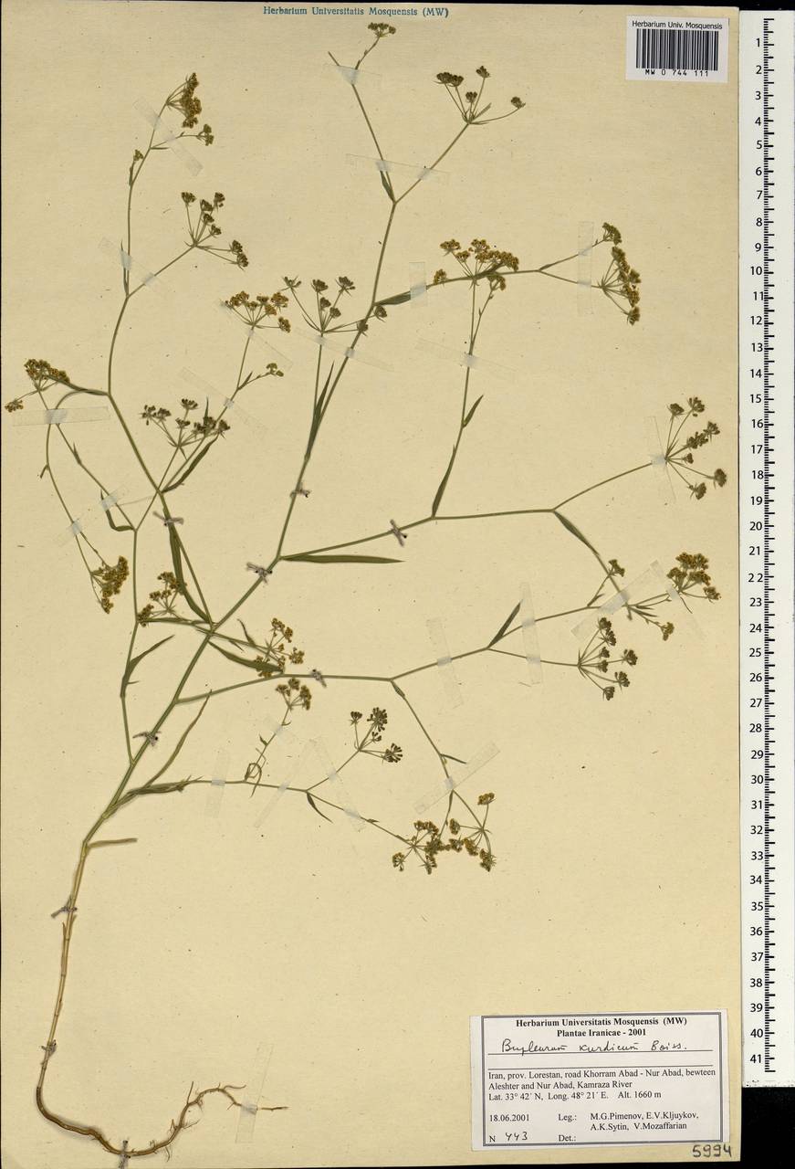 Bupleurum kurdicum Boiss., South Asia, South Asia (Asia outside ex-Soviet states and Mongolia) (ASIA) (Iran)