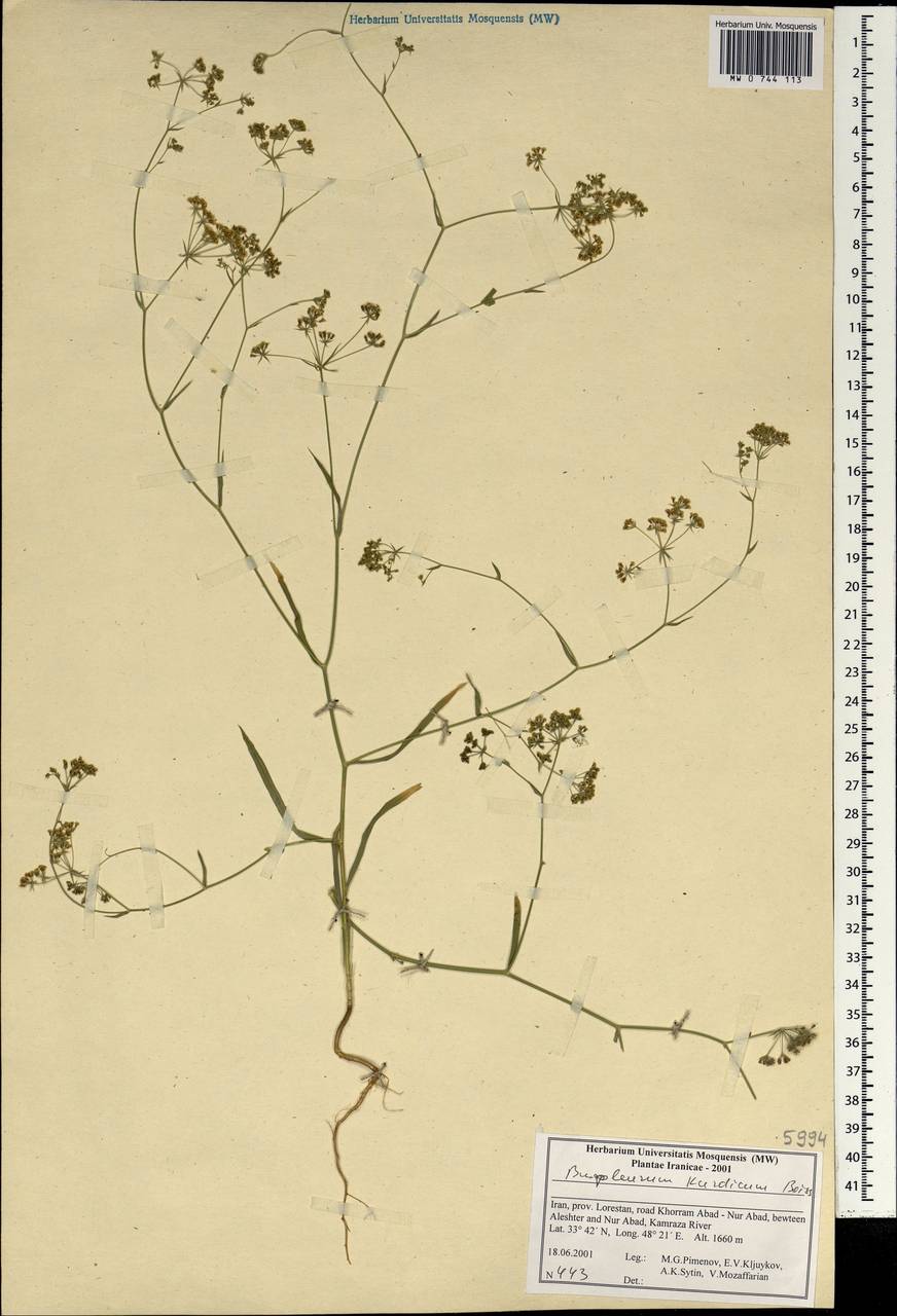 Bupleurum kurdicum Boiss., South Asia, South Asia (Asia outside ex-Soviet states and Mongolia) (ASIA) (Iran)