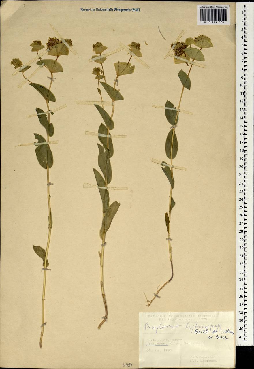 Bupleurum lophocarpum Boiss. & Balansa, South Asia, South Asia (Asia outside ex-Soviet states and Mongolia) (ASIA) (Turkey)
