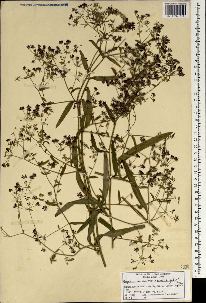 Bupleurum ramosissimum var. wightii (P.K.Mukh.) Bennet, South Asia, South Asia (Asia outside ex-Soviet states and Mongolia) (ASIA) (India)