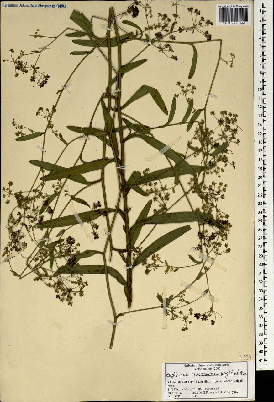Bupleurum ramosissimum var. wightii (P. K. Mukh.) Bennet, South Asia, South Asia (Asia outside ex-Soviet states and Mongolia) (ASIA) (India)