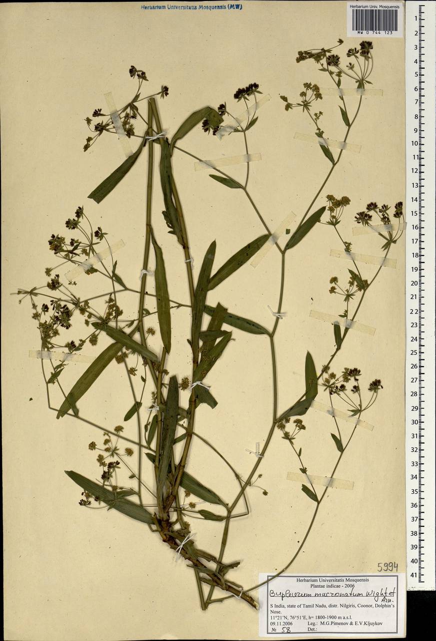 Bupleurum ramosissimum var. wightii (P.K.Mukh.) Bennet, South Asia, South Asia (Asia outside ex-Soviet states and Mongolia) (ASIA) (India)