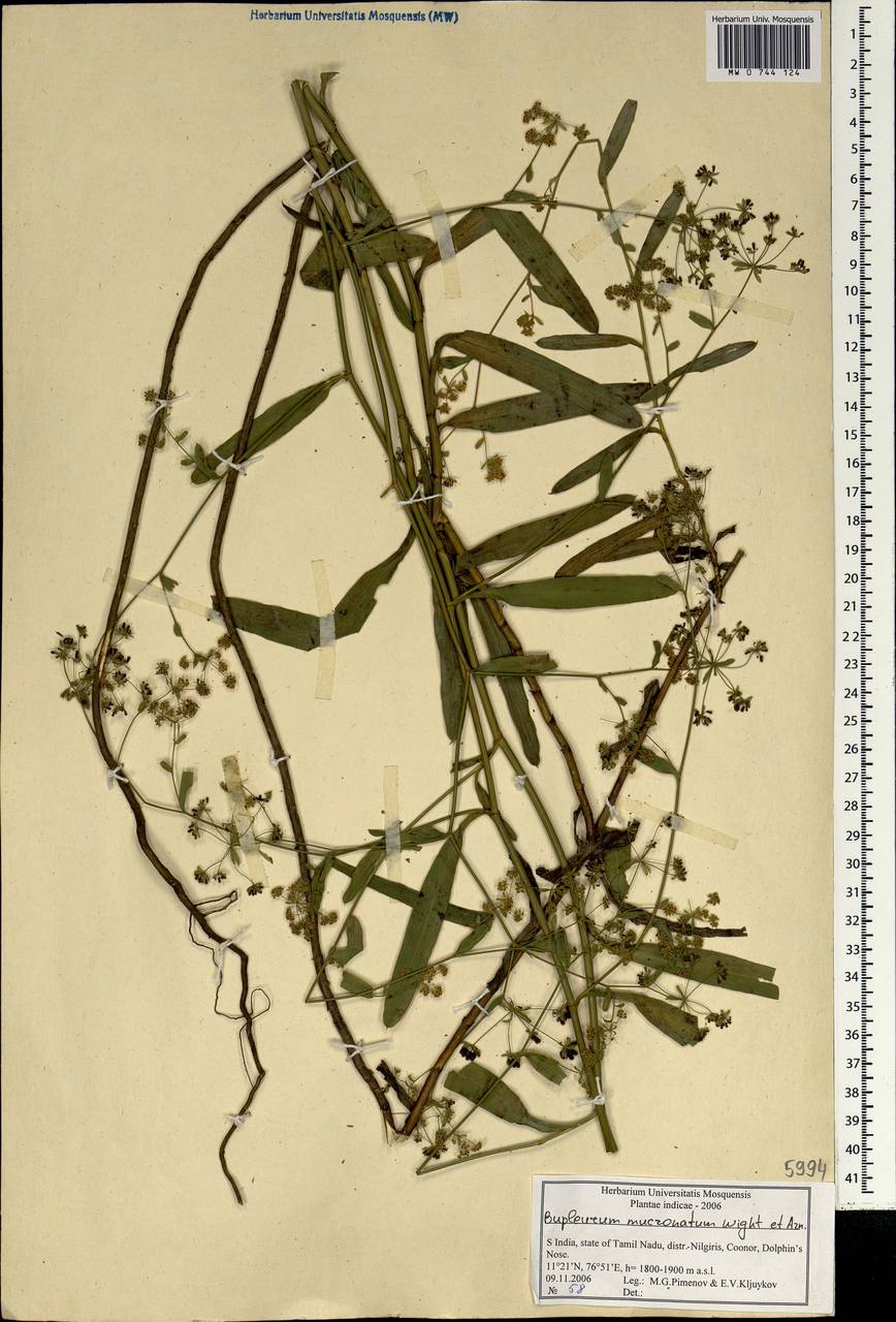 Bupleurum ramosissimum var. wightii (P. K. Mukh.) Bennet, South Asia, South Asia (Asia outside ex-Soviet states and Mongolia) (ASIA) (India)