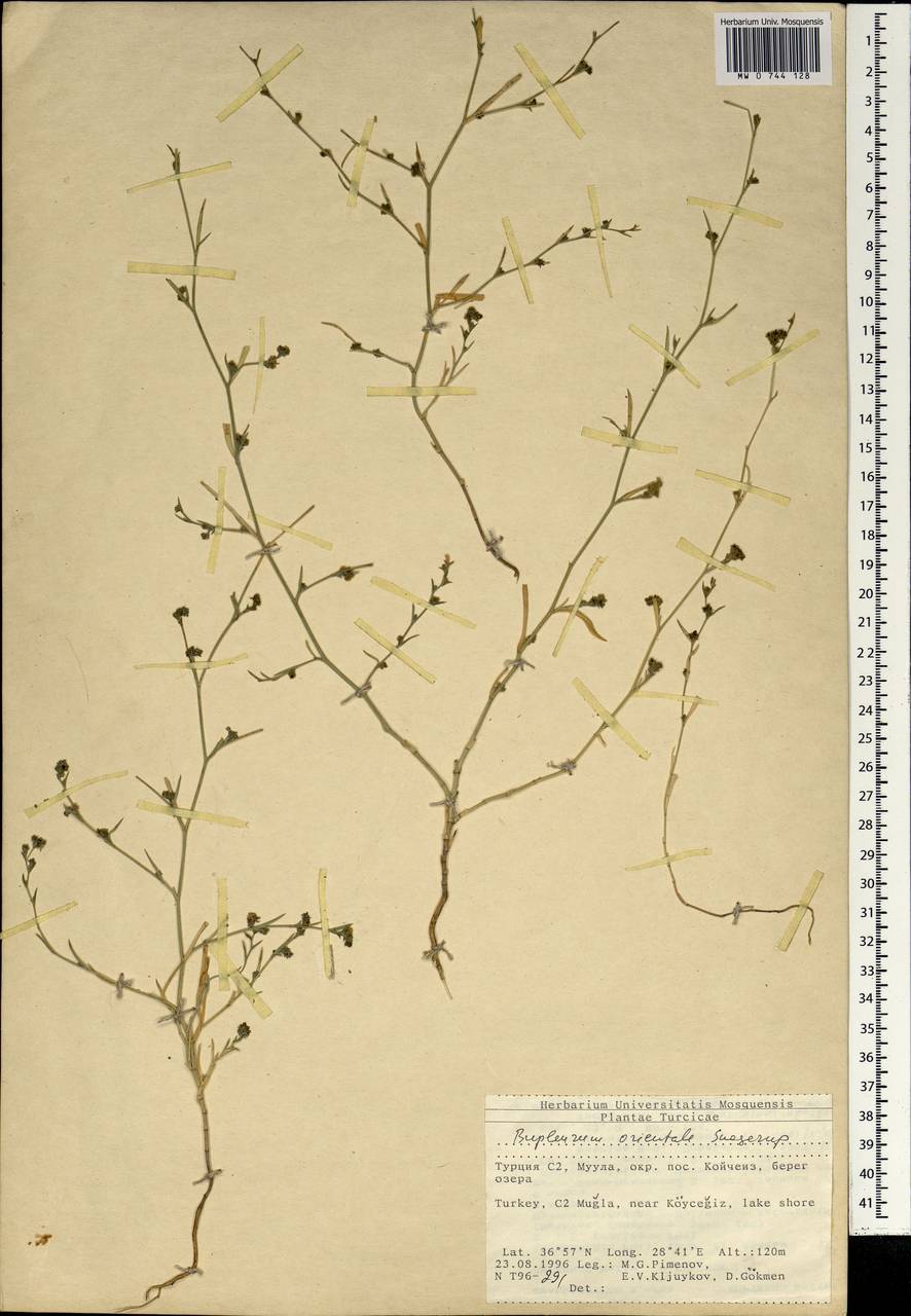 Bupleurum orientale Snogerup, South Asia, South Asia (Asia outside ex-Soviet states and Mongolia) (ASIA) (Turkey)