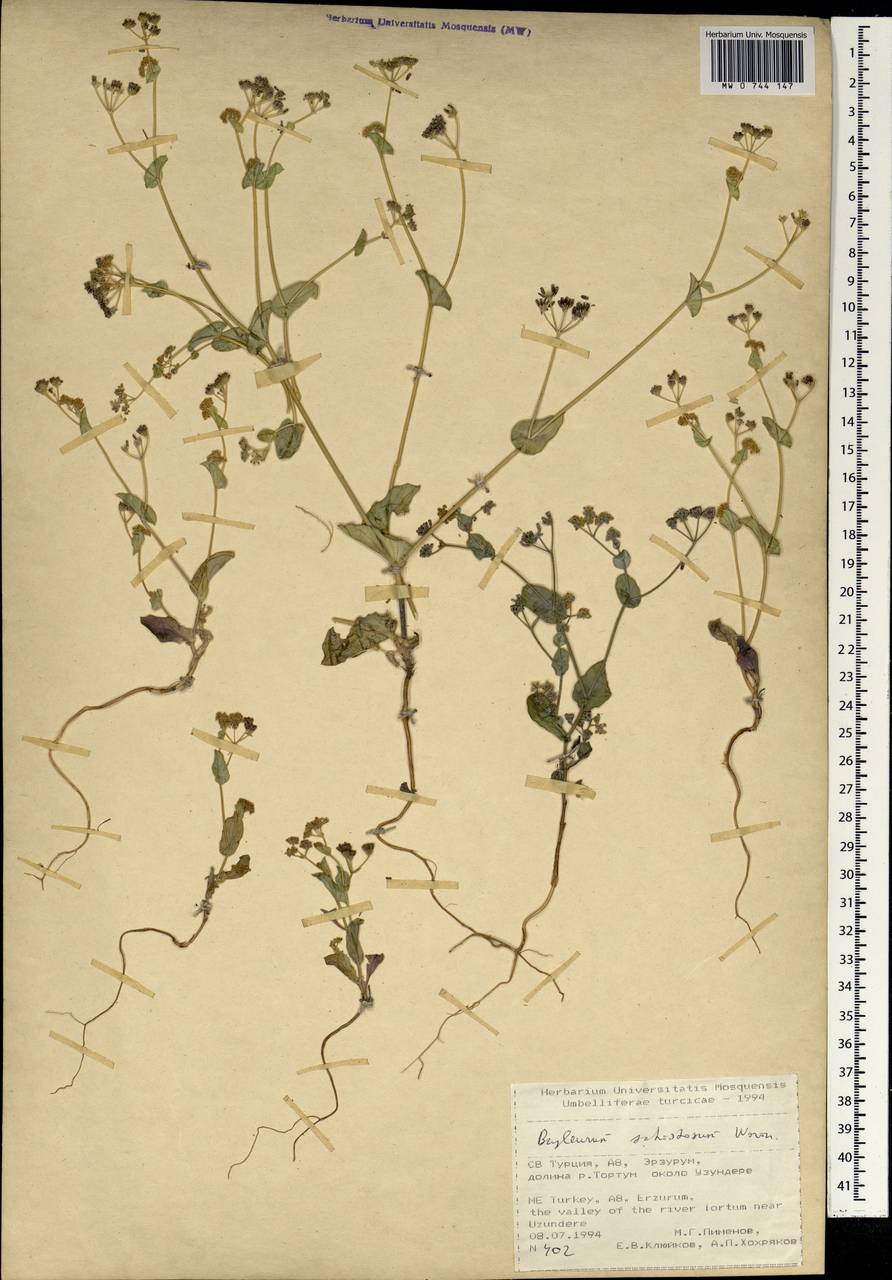Bupleurum schistosum Woronow, South Asia, South Asia (Asia outside ex-Soviet states and Mongolia) (ASIA) (Turkey)