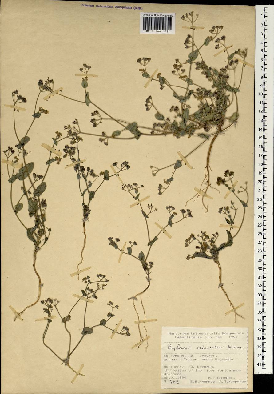Bupleurum schistosum Woronow, South Asia, South Asia (Asia outside ex-Soviet states and Mongolia) (ASIA) (Turkey)