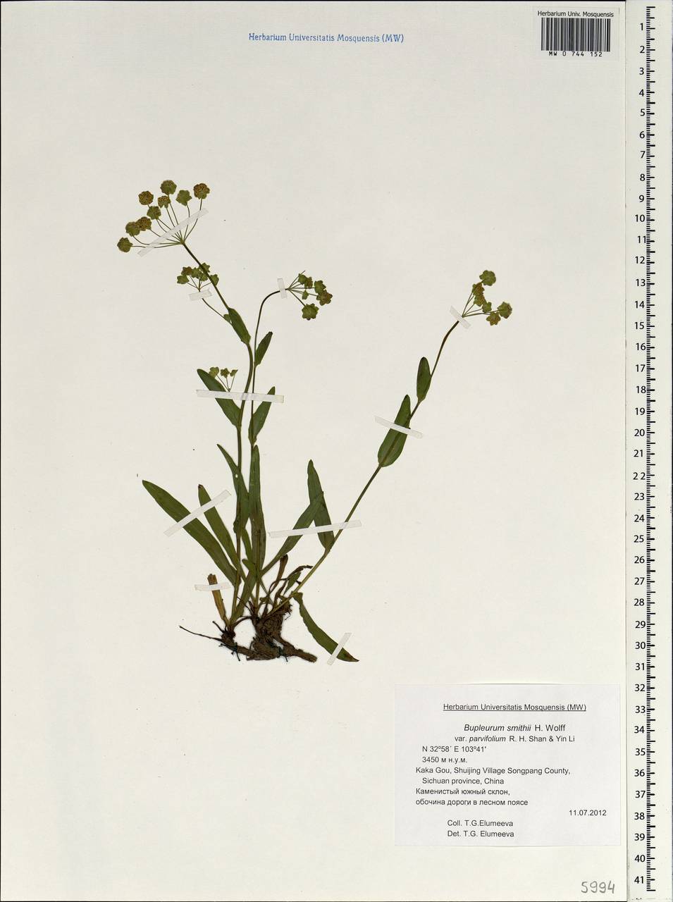 Bupleurum smithii H.Wolff, South Asia, South Asia (Asia outside ex-Soviet states and Mongolia) (ASIA) (China)