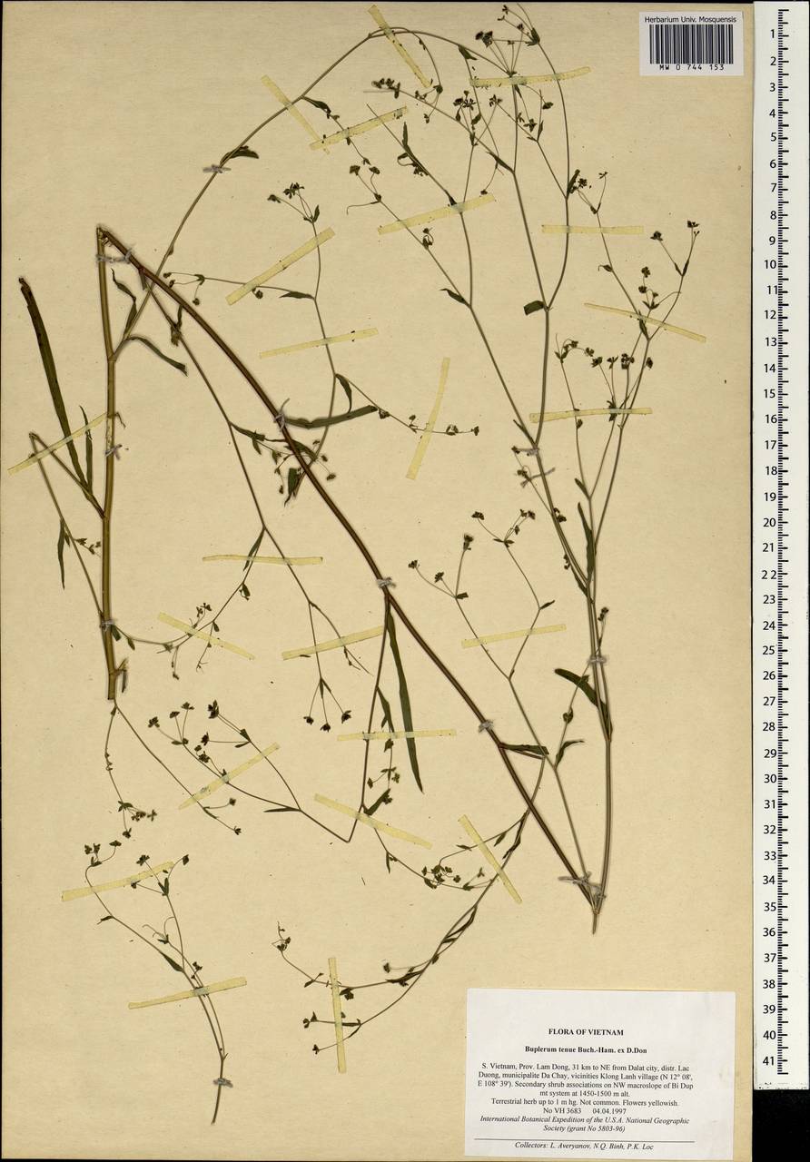 Bupleurum hamiltonii N. P. Balakr., South Asia, South Asia (Asia outside ex-Soviet states and Mongolia) (ASIA) (Vietnam)