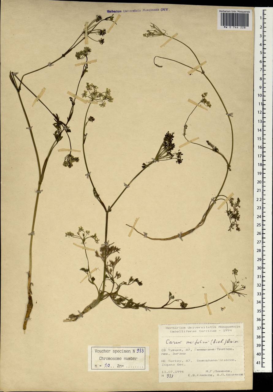 Carum meifolium (M. Bieb.) Boiss., South Asia, South Asia (Asia outside ex-Soviet states and Mongolia) (ASIA) (Turkey)