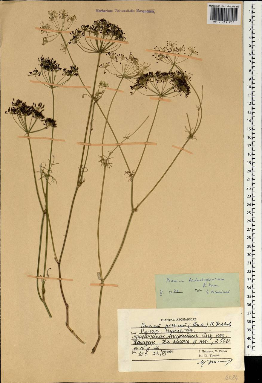 Elwendia badachschanica (Kamelin) Pimenov & Kljuykov, South Asia, South Asia (Asia outside ex-Soviet states and Mongolia) (ASIA) (Afghanistan)