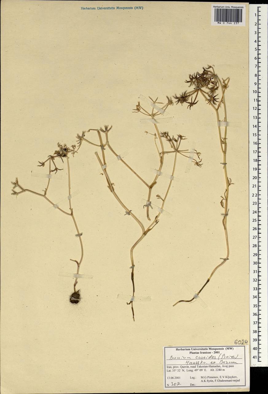 Elwendia caroides Boiss., South Asia, South Asia (Asia outside ex-Soviet states and Mongolia) (ASIA) (Iran)