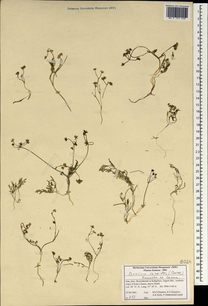 Elwendia caroides Boiss., South Asia, South Asia (Asia outside ex-Soviet states and Mongolia) (ASIA) (Iran)