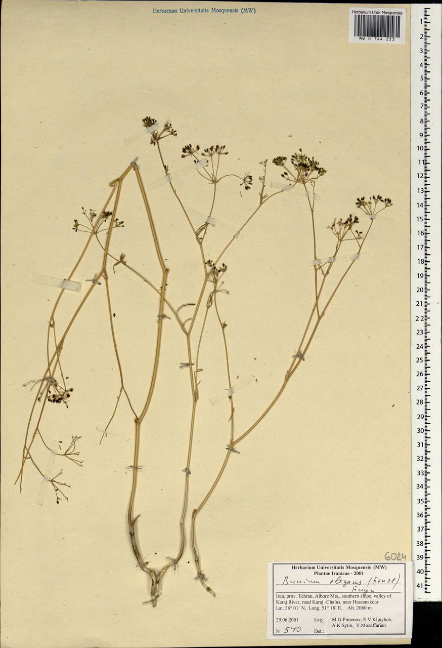 Bunium elegans (Fenzl) Freyn, South Asia, South Asia (Asia outside ex-Soviet states and Mongolia) (ASIA) (Iran)