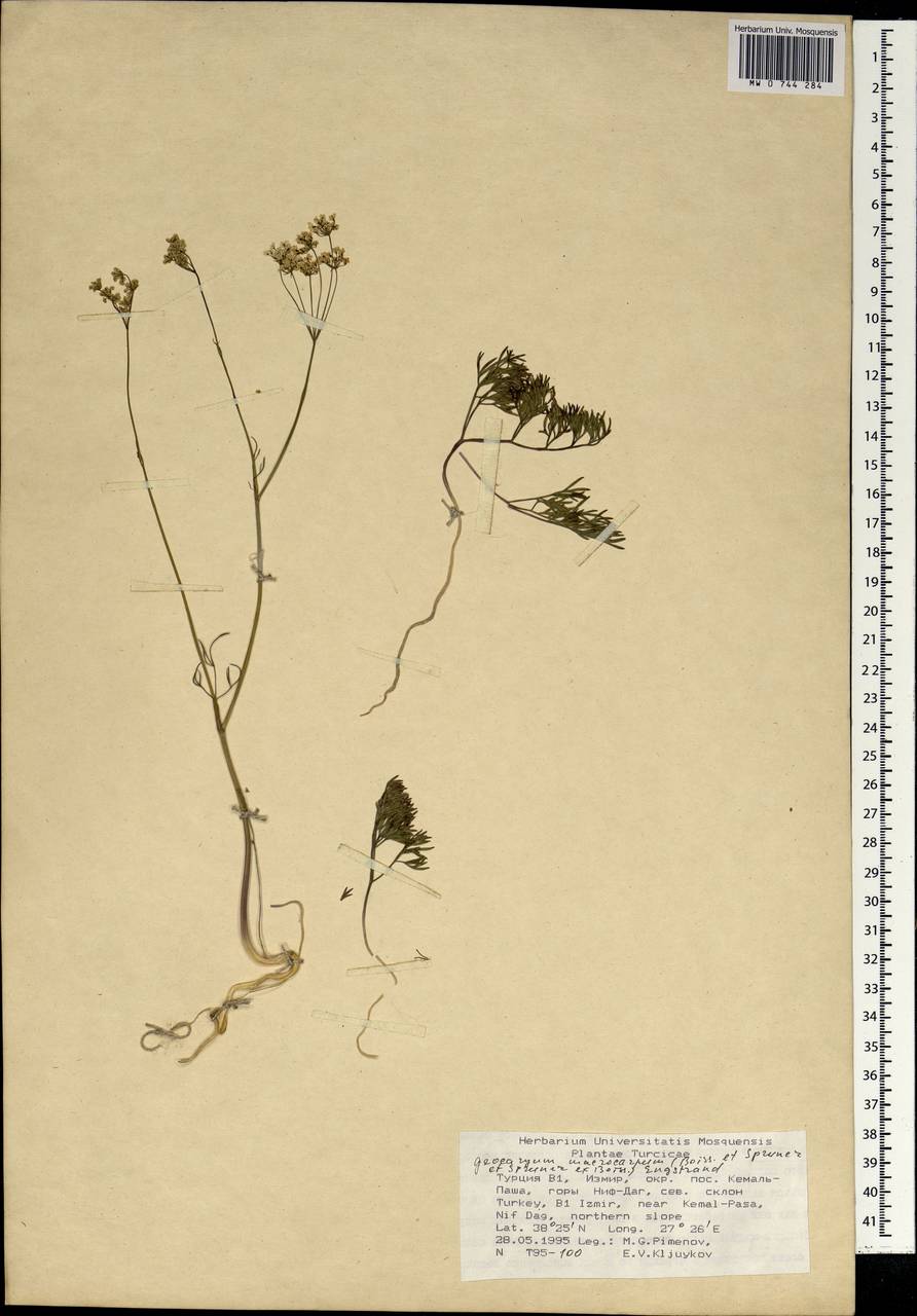 Geocaryum macrocarpum (Boiss. & Spruner) Engstrand, South Asia, South Asia (Asia outside ex-Soviet states and Mongolia) (ASIA) (Turkey)
