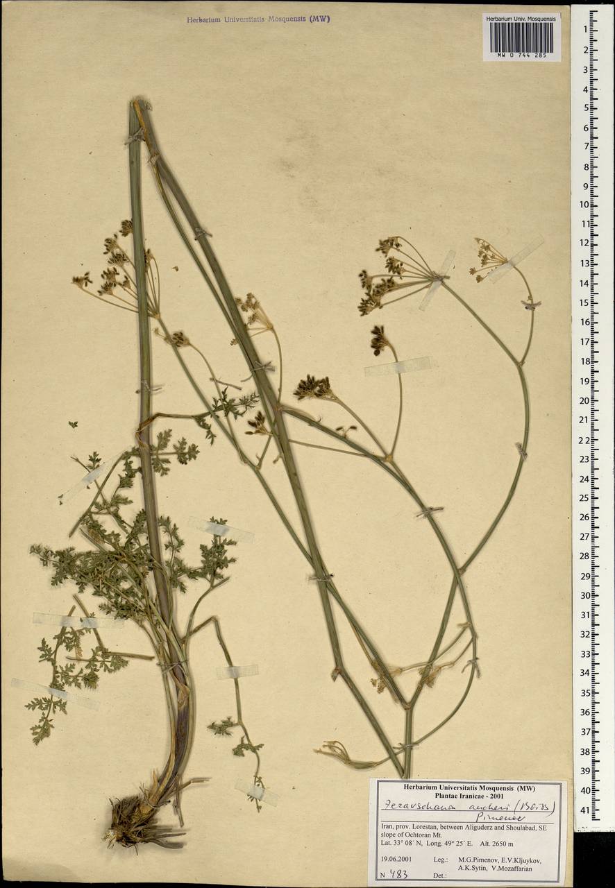 Zeravschania aucheri (Boiss.) Pimenov, South Asia, South Asia (Asia outside ex-Soviet states and Mongolia) (ASIA) (Iran)