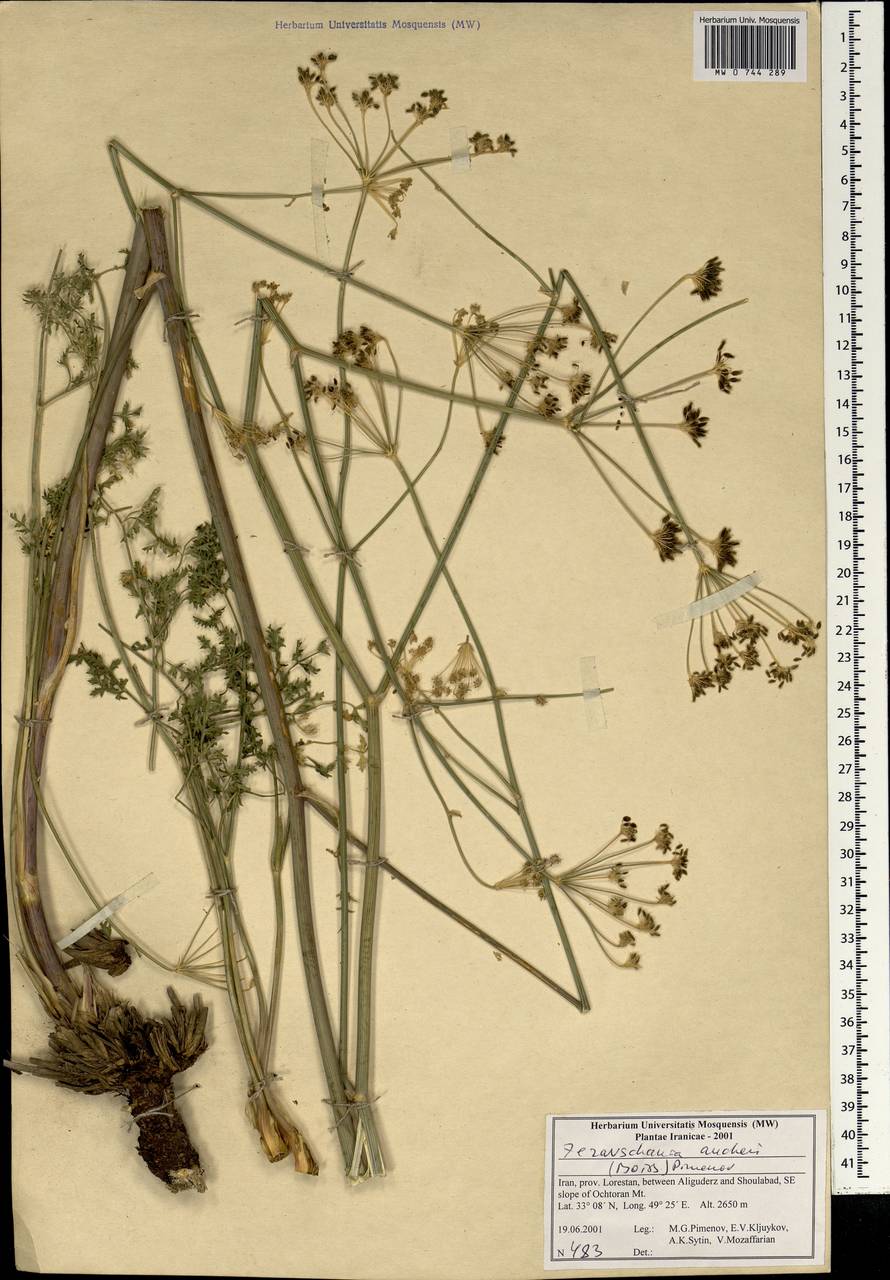 Zeravschania aucheri (Boiss.) Pimenov, South Asia, South Asia (Asia outside ex-Soviet states and Mongolia) (ASIA) (Iran)