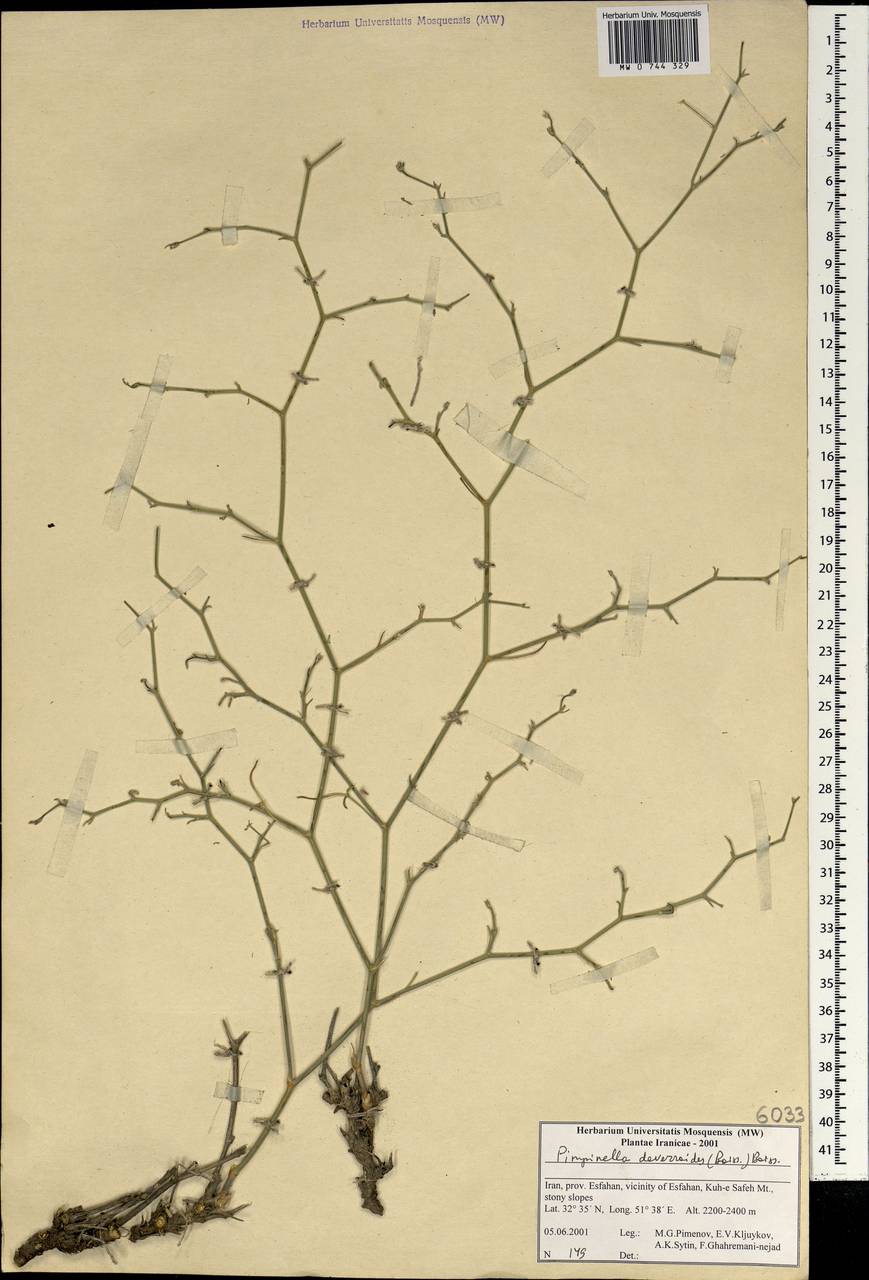 Pimpinella deverroides (Boiss.) Boiss., South Asia, South Asia (Asia outside ex-Soviet states and Mongolia) (ASIA) (Iran)
