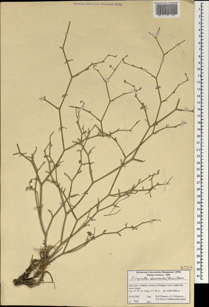 Pimpinella deverroides (Boiss.) Boiss., South Asia, South Asia (Asia outside ex-Soviet states and Mongolia) (ASIA) (Iran)