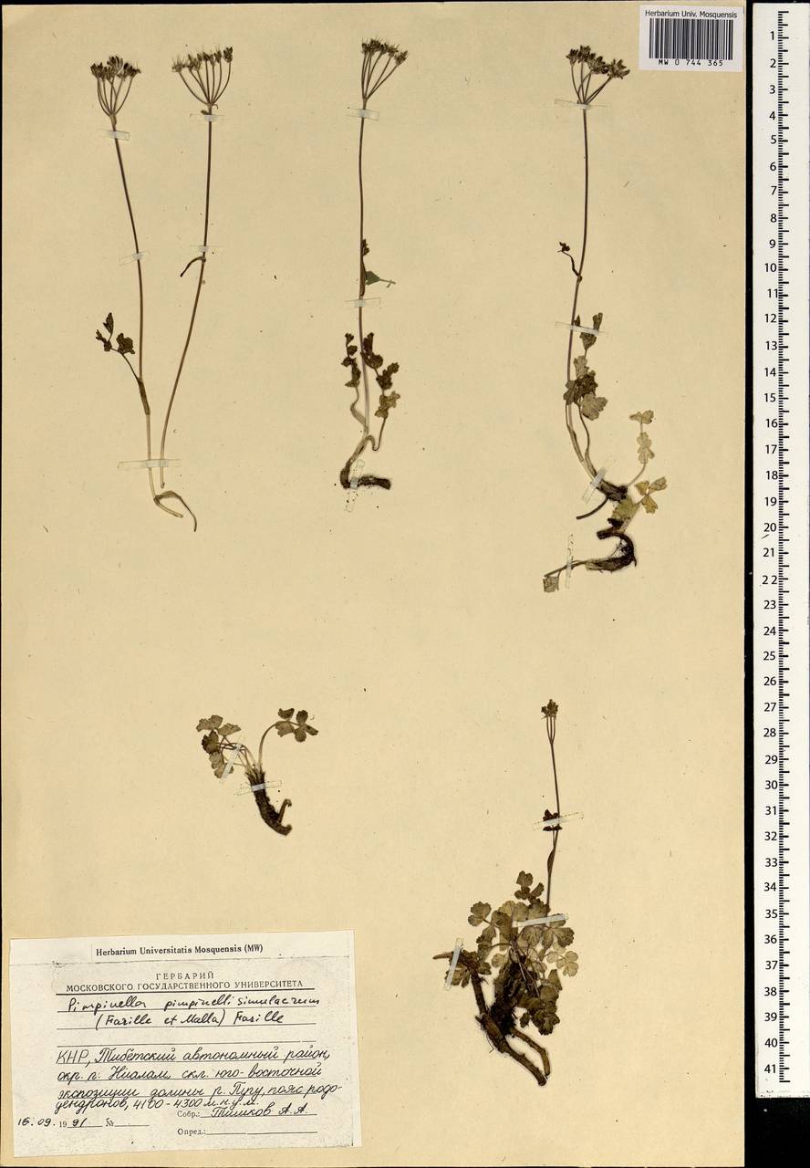 Pimpinella pimpinellisimulacrum (Farille & Malla) Farille, South Asia, South Asia (Asia outside ex-Soviet states and Mongolia) (ASIA) (China)