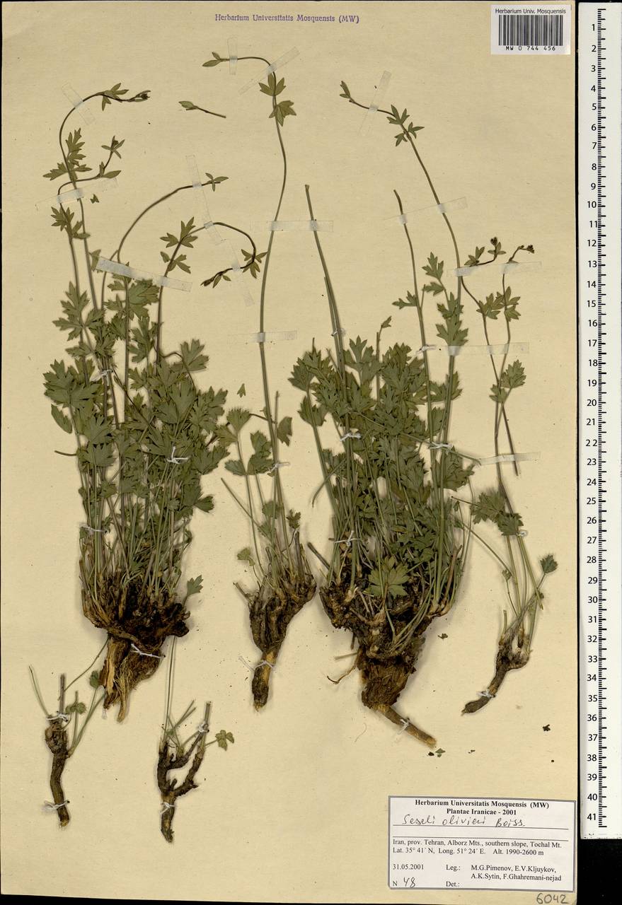 Seseli olivieri Boiss., South Asia, South Asia (Asia outside ex-Soviet states and Mongolia) (ASIA) (Iran)