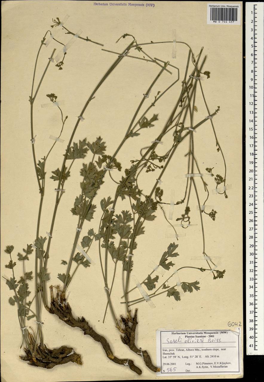 Seseli olivieri Boiss., South Asia, South Asia (Asia outside ex-Soviet states and Mongolia) (ASIA) (Iran)