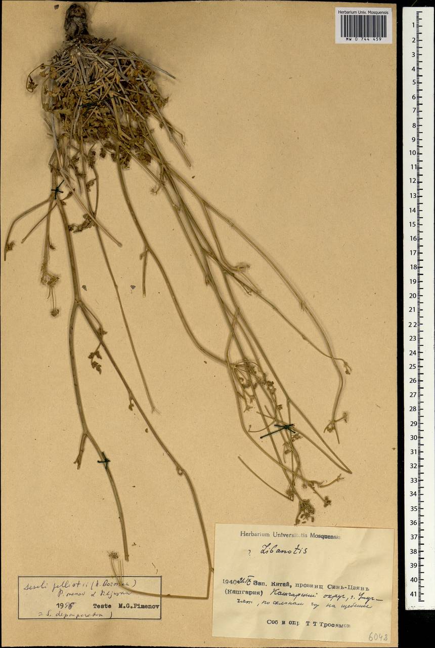 Eriocycla pelliotii (H. Boiss.) H. Wolff, South Asia, South Asia (Asia outside ex-Soviet states and Mongolia) (ASIA) (China)