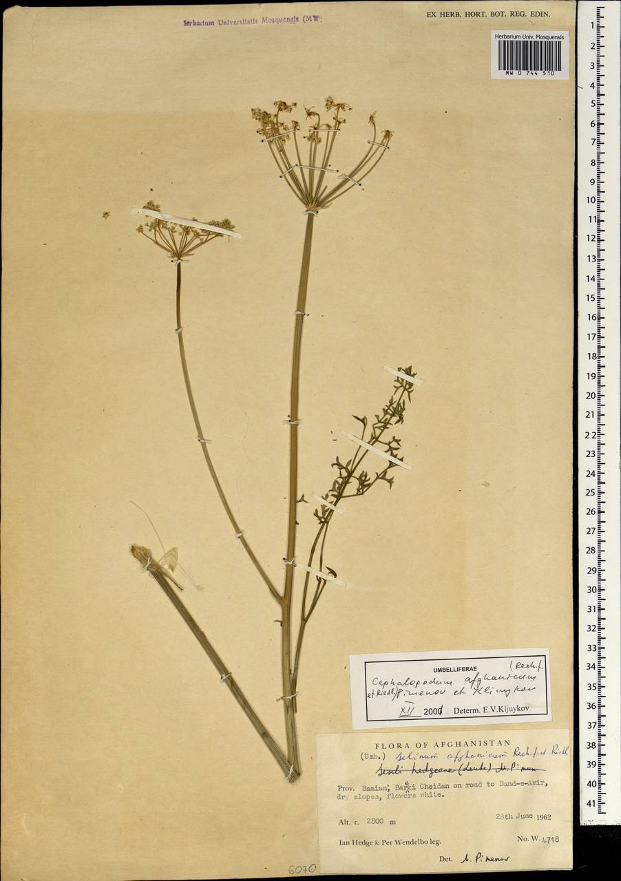 Cephalopodum afghanicum (Rech. fil. & Riedl) Pimenov & Kljuykov, South Asia, South Asia (Asia outside ex-Soviet states and Mongolia) (ASIA) (Afghanistan)