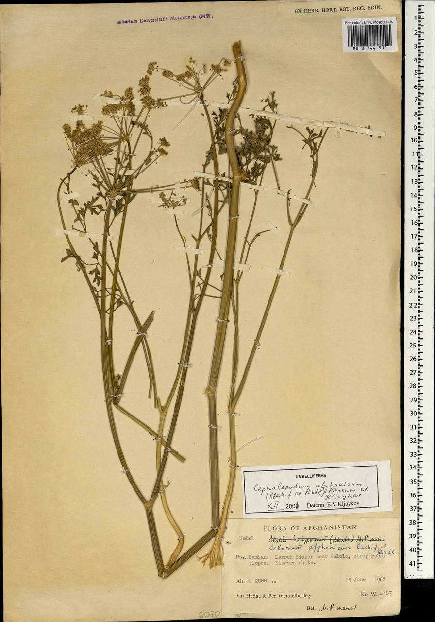 Cephalopodum afghanicum (Rech. fil. & Riedl) Pimenov & Kljuykov, South Asia, South Asia (Asia outside ex-Soviet states and Mongolia) (ASIA) (Afghanistan)