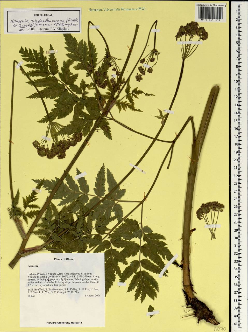Hansenia weberbaueriana (Fedde ex H. Wolff) Pimenov & Kljuykov, South Asia, South Asia (Asia outside ex-Soviet states and Mongolia) (ASIA) (China)