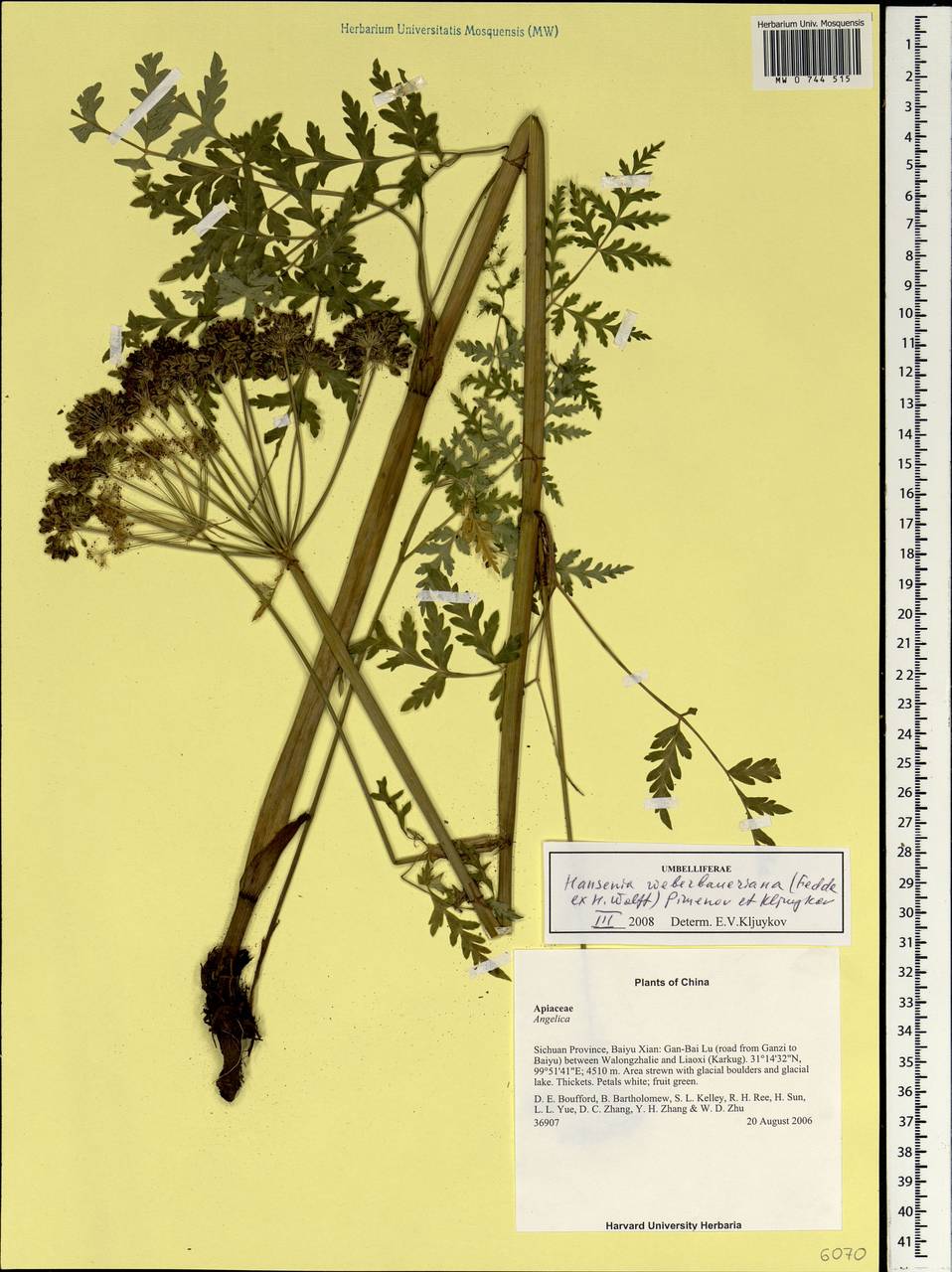 Hansenia weberbaueriana (Fedde ex H. Wolff) Pimenov & Kljuykov, South Asia, South Asia (Asia outside ex-Soviet states and Mongolia) (ASIA) (China)