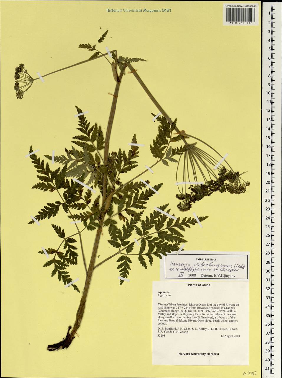 Hansenia weberbaueriana (Fedde ex H. Wolff) Pimenov & Kljuykov, South Asia, South Asia (Asia outside ex-Soviet states and Mongolia) (ASIA) (China)