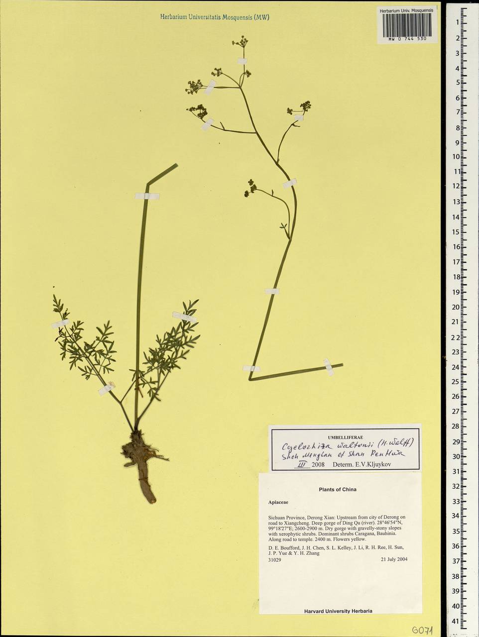 Cyclorhiza waltonii (H. Wolff) M.L. Sheh & Shan, South Asia, South Asia (Asia outside ex-Soviet states and Mongolia) (ASIA) (China)