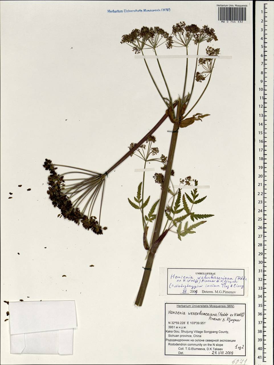 Hansenia weberbaueriana (Fedde ex H. Wolff) Pimenov & Kljuykov, South Asia, South Asia (Asia outside ex-Soviet states and Mongolia) (ASIA) (China)