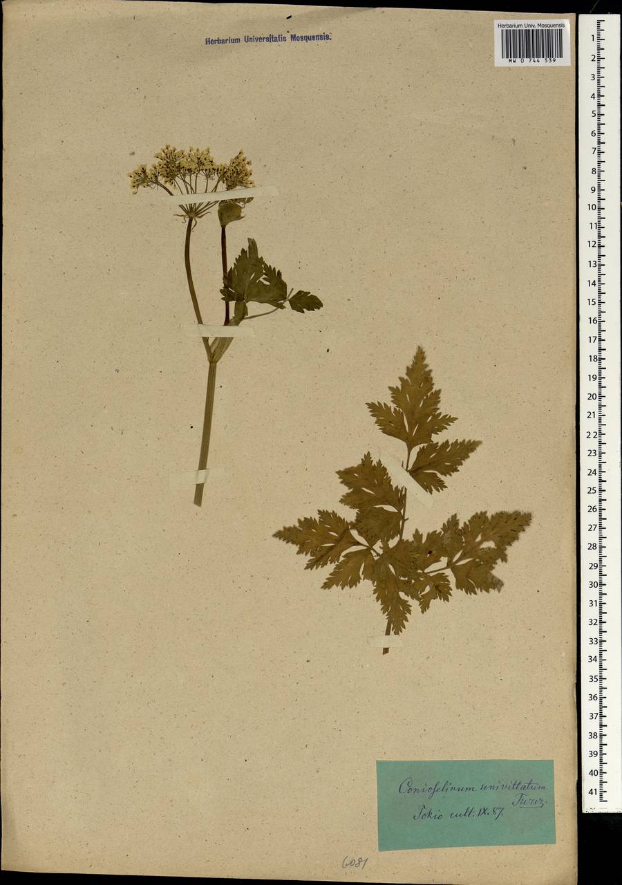 Conioselinum tataricum Hoffm., South Asia, South Asia (Asia outside ex-Soviet states and Mongolia) (ASIA) (Japan)