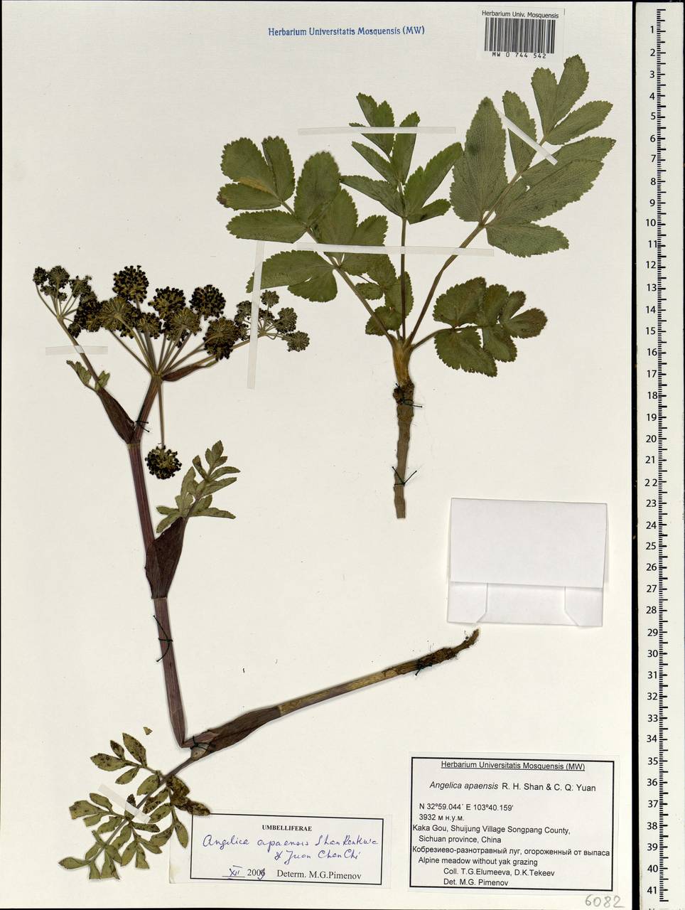Angelica apaensis R.H.Shan & C.Q.Yuan, South Asia, South Asia (Asia outside ex-Soviet states and Mongolia) (ASIA) (China)