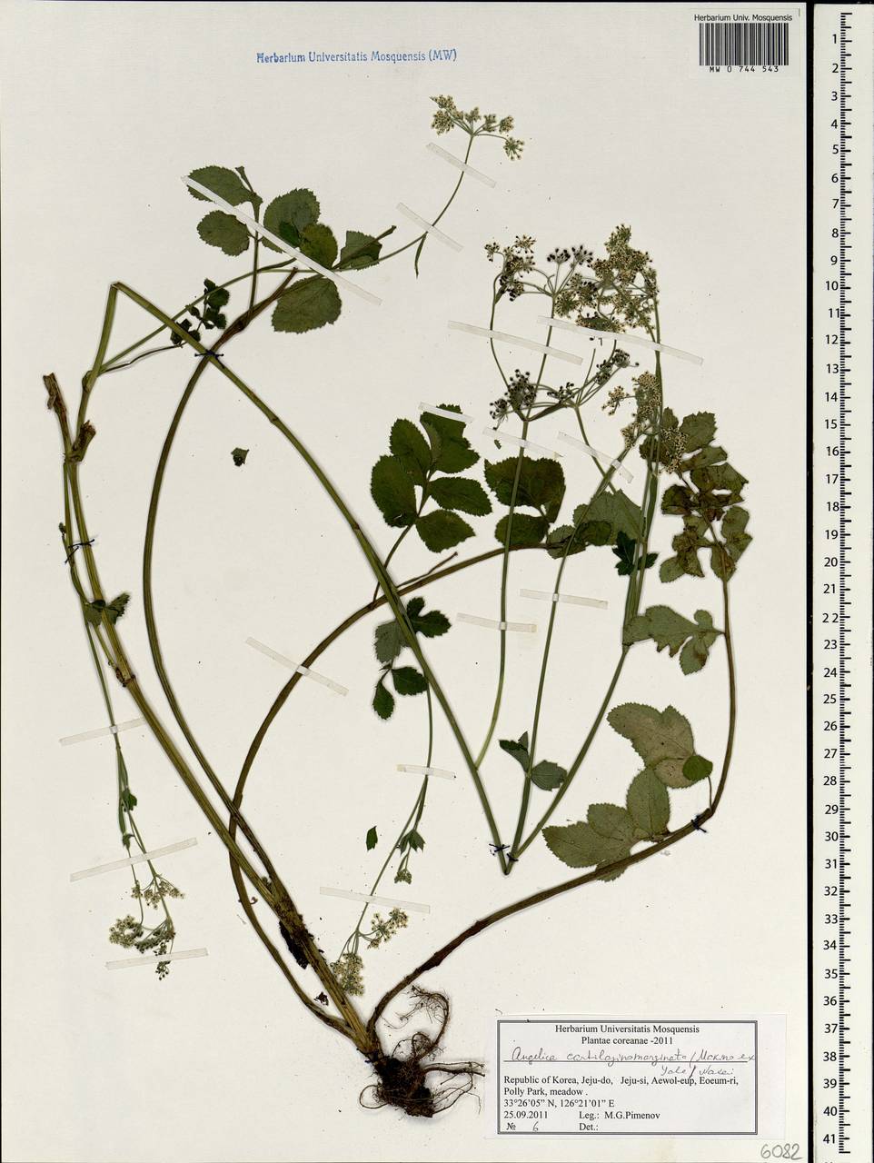 Angelica cartilaginomarginata (Makino ex Y.Yabe) Nakai, South Asia, South Asia (Asia outside ex-Soviet states and Mongolia) (ASIA) (South Korea)