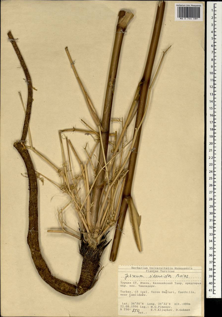 Ferula elaeochytris Korovin, South Asia, South Asia (Asia outside ex-Soviet states and Mongolia) (ASIA) (Turkey)