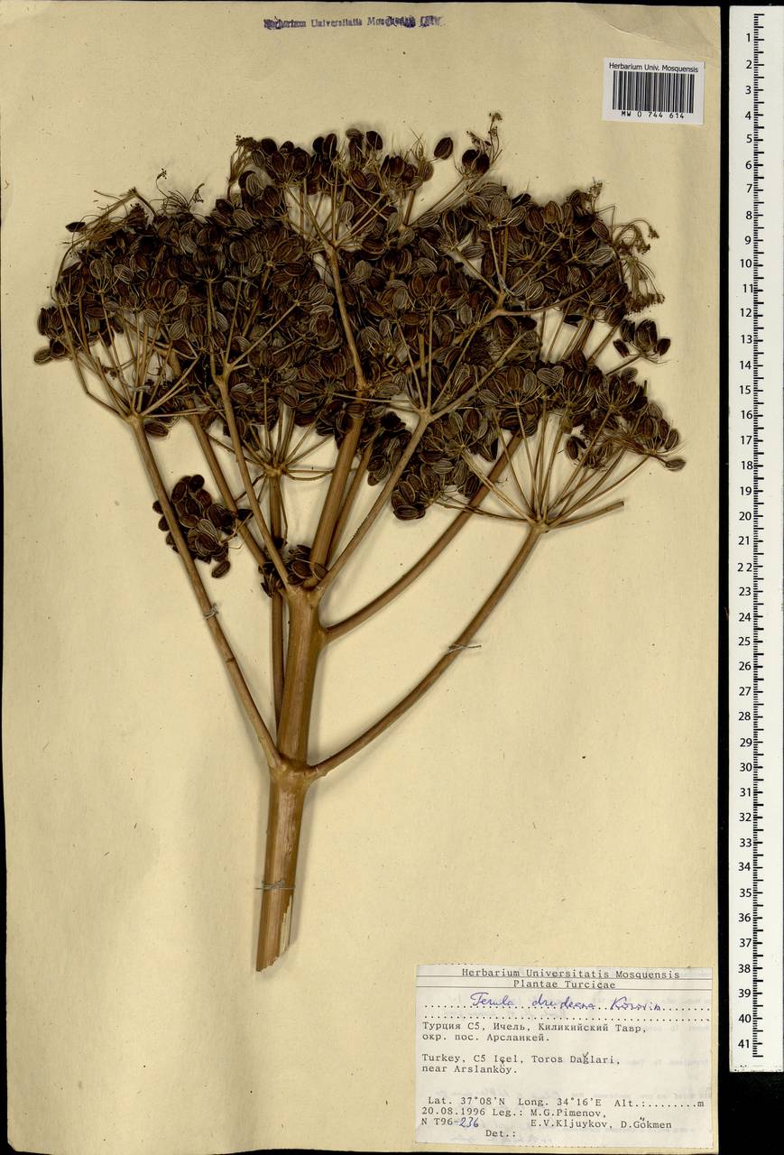 Ferula drudeana Korovin, South Asia, South Asia (Asia outside ex-Soviet states and Mongolia) (ASIA) (Turkey)