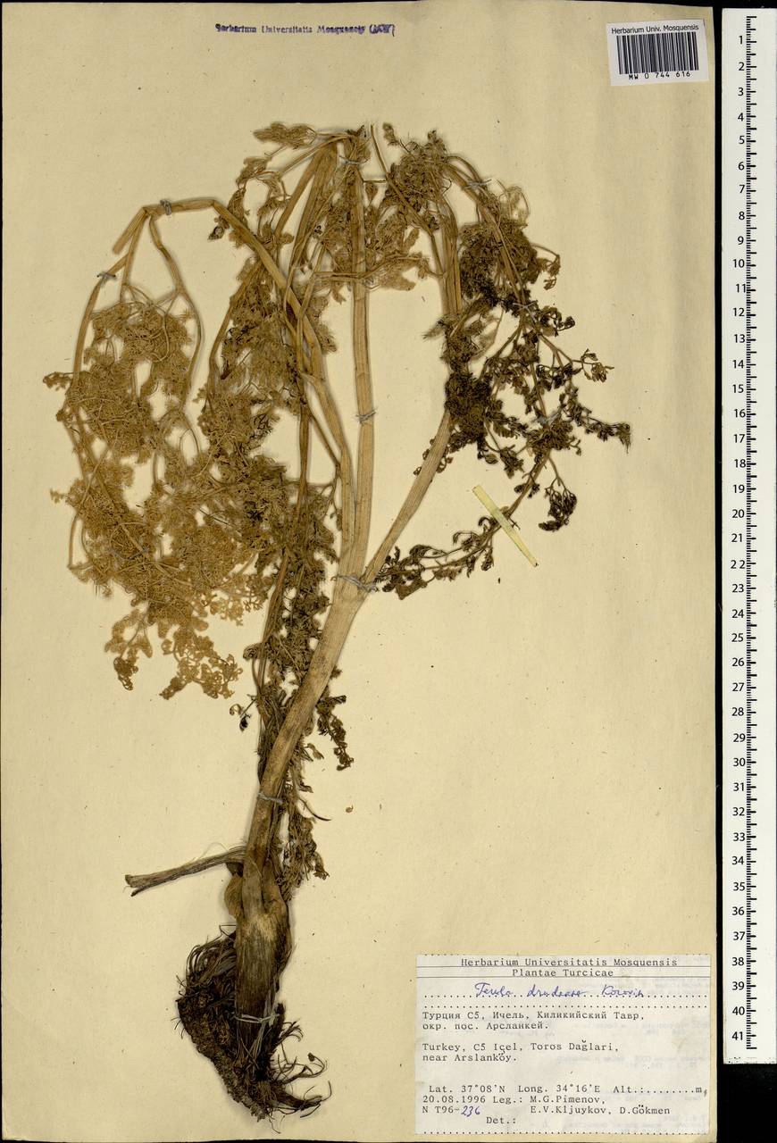 Ferula drudeana Korovin, South Asia, South Asia (Asia outside ex-Soviet states and Mongolia) (ASIA) (Turkey)