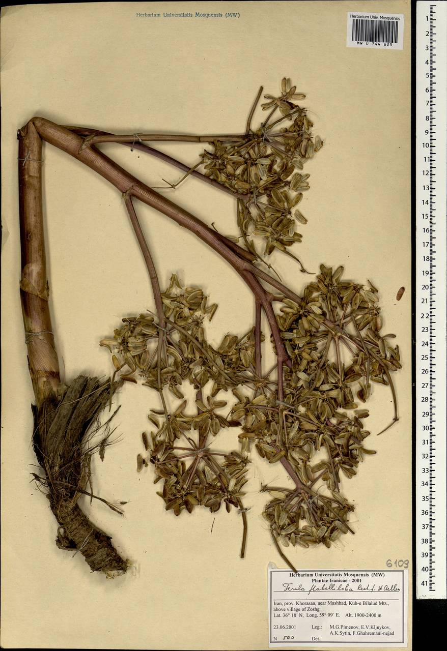 Ferula flabelliloba Rech.fil. & Aellen, South Asia, South Asia (Asia outside ex-Soviet states and Mongolia) (ASIA) (Iran)