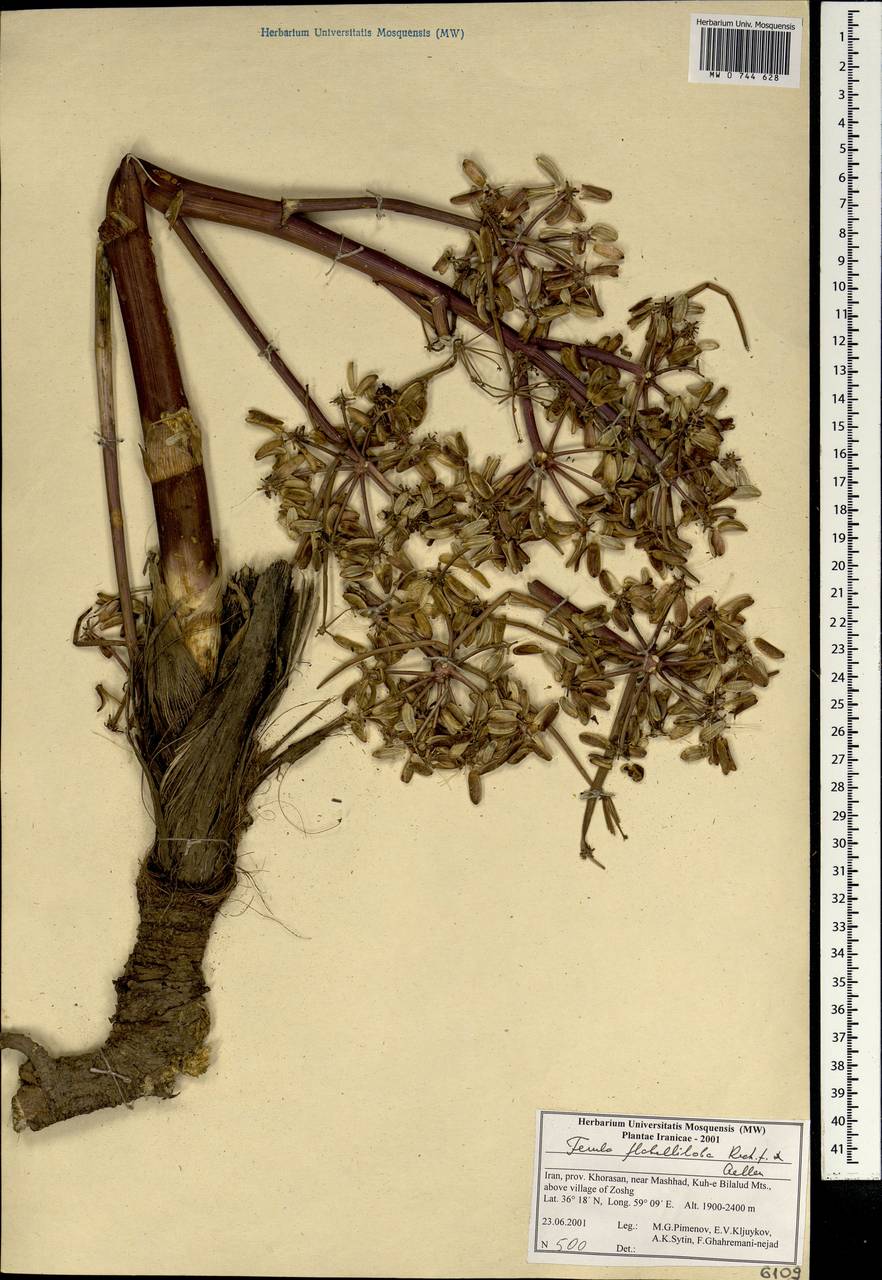 Ferula flabelliloba Rech.fil. & Aellen, South Asia, South Asia (Asia outside ex-Soviet states and Mongolia) (ASIA) (Iran)