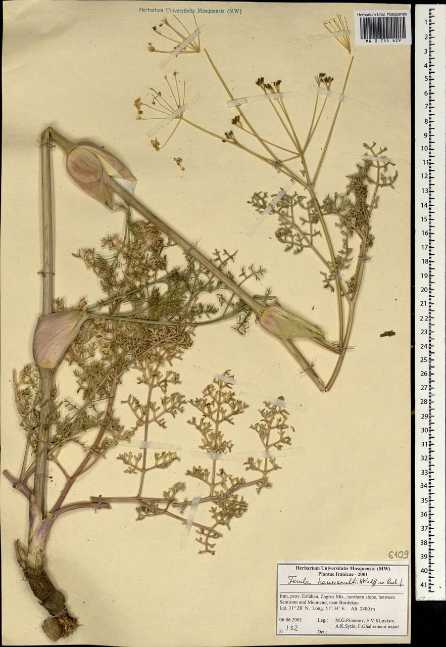 Ferula haussknechtii H.Wolff ex Rech.fil., South Asia, South Asia (Asia outside ex-Soviet states and Mongolia) (ASIA) (Iran)
