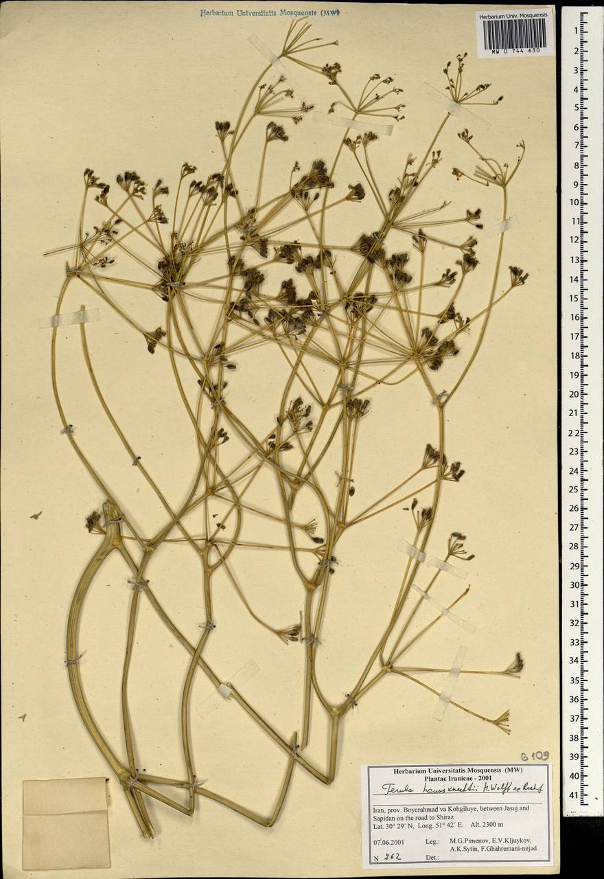 Ferula haussknechtii H.Wolff ex Rech.fil., South Asia, South Asia (Asia outside ex-Soviet states and Mongolia) (ASIA) (Iran)