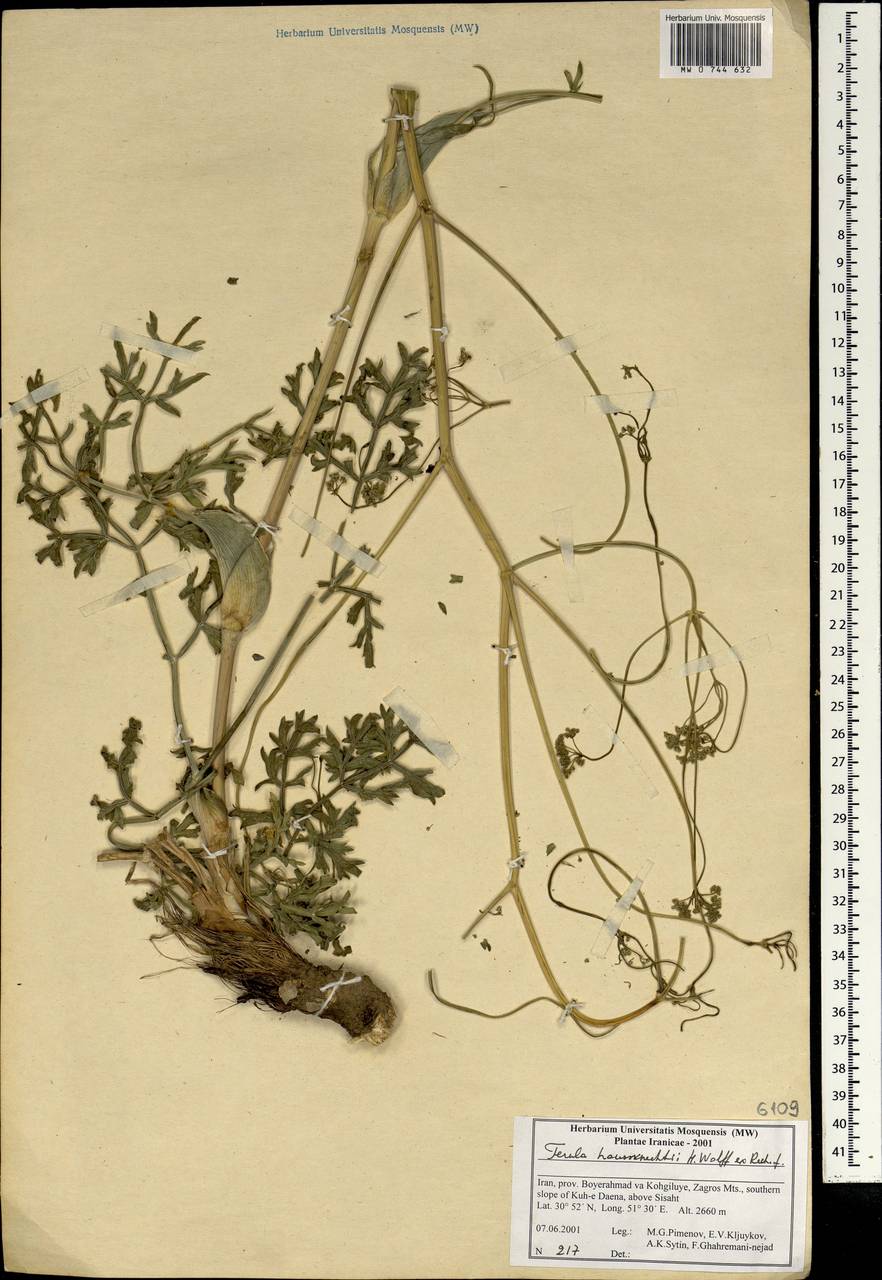 Ferula haussknechtii H.Wolff ex Rech.fil., South Asia, South Asia (Asia outside ex-Soviet states and Mongolia) (ASIA) (Iran)