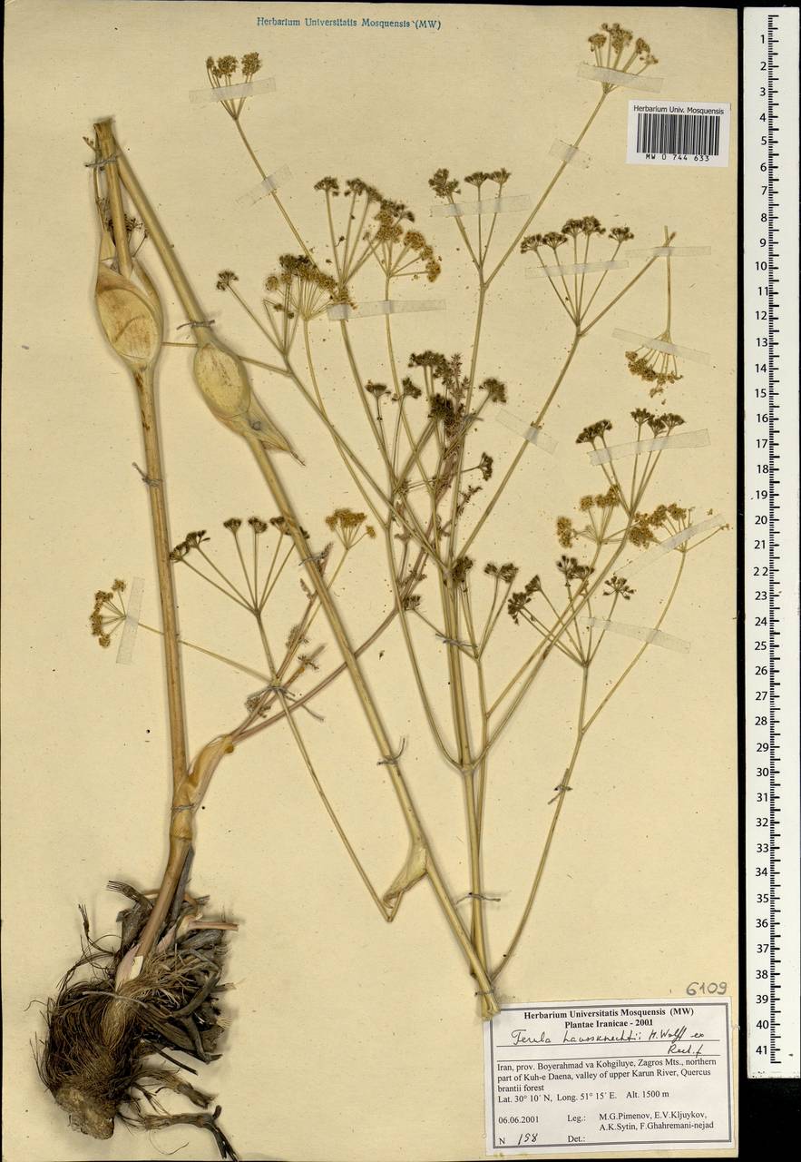 Ferula haussknechtii H.Wolff ex Rech.fil., South Asia, South Asia (Asia outside ex-Soviet states and Mongolia) (ASIA) (Iran)