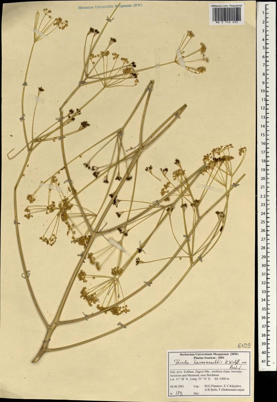 Ferula haussknechtii H.Wolff ex Rech.fil., South Asia, South Asia (Asia outside ex-Soviet states and Mongolia) (ASIA) (Iran)